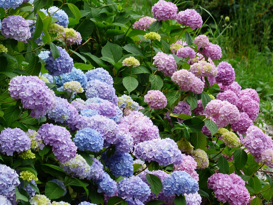 hydrangeas in flower in the garden