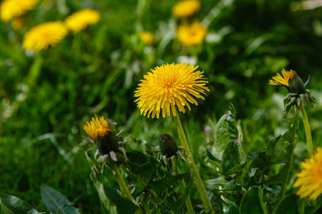 Heckers Garden Centre Dandelion
