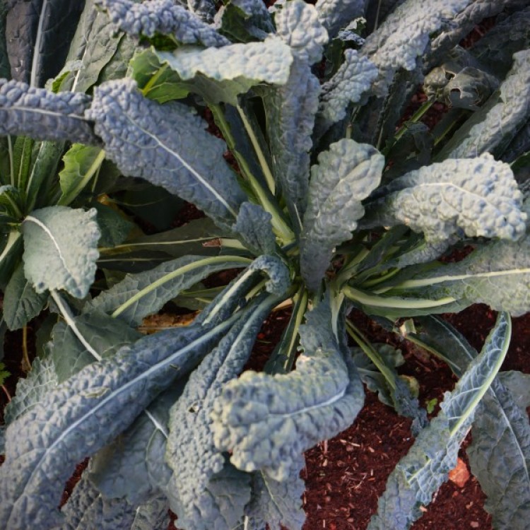 Heckers garden Centre Black Kale tasty winter veggies