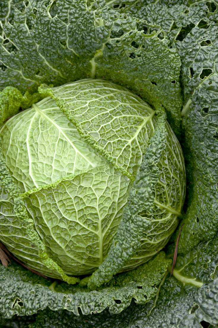 Heckers Garden Centre Savoy Cabbage tasty winter veggies