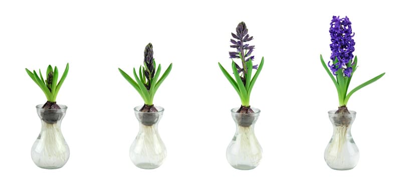 Growing hyacinths