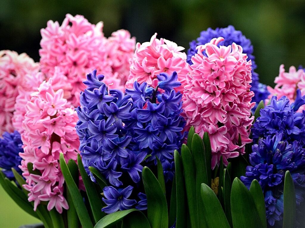 Growing hyacinths