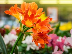 Clivias