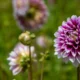 Dahlia-sale_e6445857-d020-49e2-99bf-ef4a615c71a8_1800x875